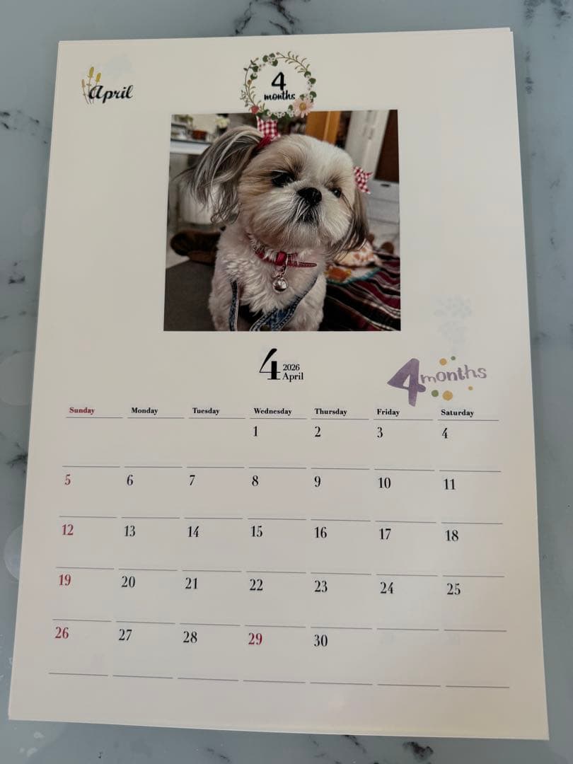 愛犬ちくわ壁掛けカレンダー【オリジナル】