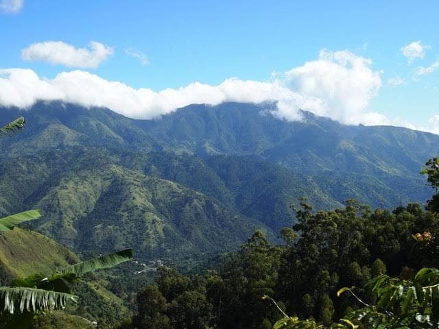 セントヘレナ島バンブーヘッジ農園　200g　コーヒー豆・粉