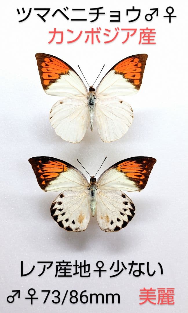 ツマベニチョウ♂♀標本★カンボジア産★美麗標本圧倒的入荷少数貴重ペア標本