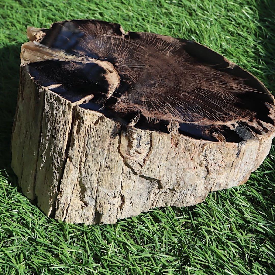 特特特大！珪化木 ペトリファイドウッド 1433g PFW029　 原石 天然石