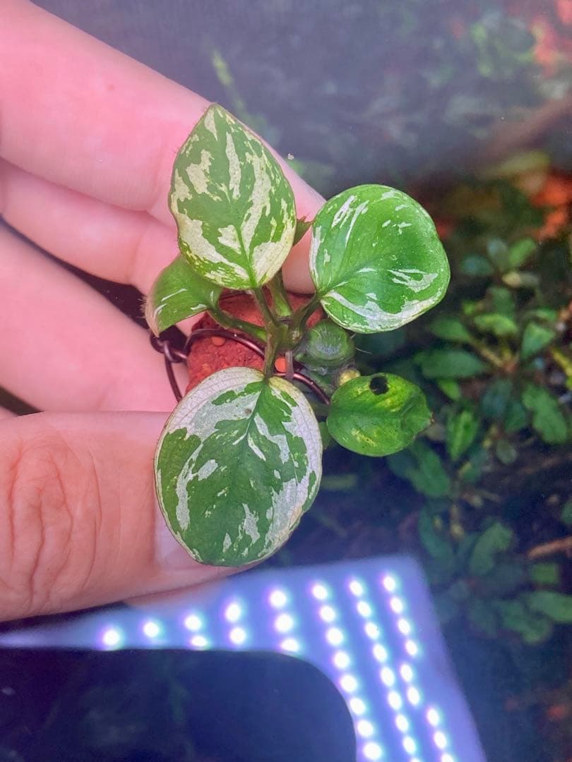 専用　アヌビアスナナ　斑入りキング　6株