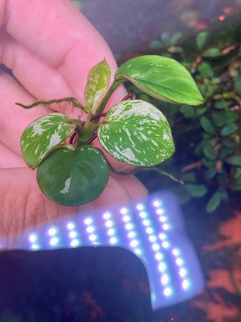 専用　アヌビアスナナ　斑入りキング　6株