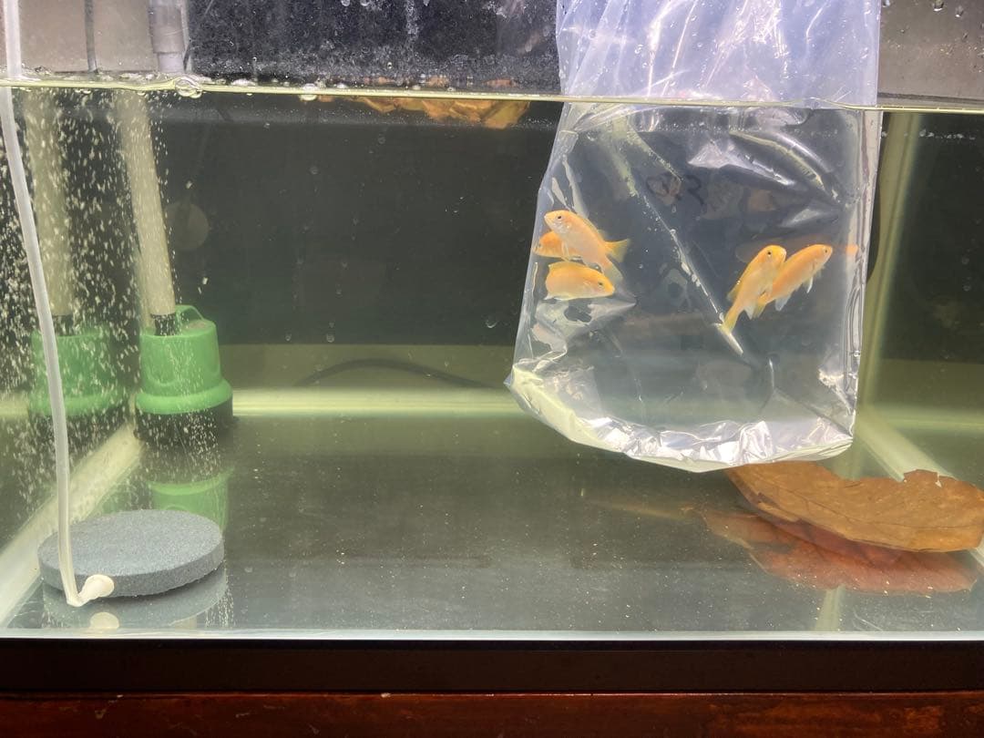 20Lろ材水質浄化抜群濾過フィルター自社製高品質セラミックリング送料込み即時発送