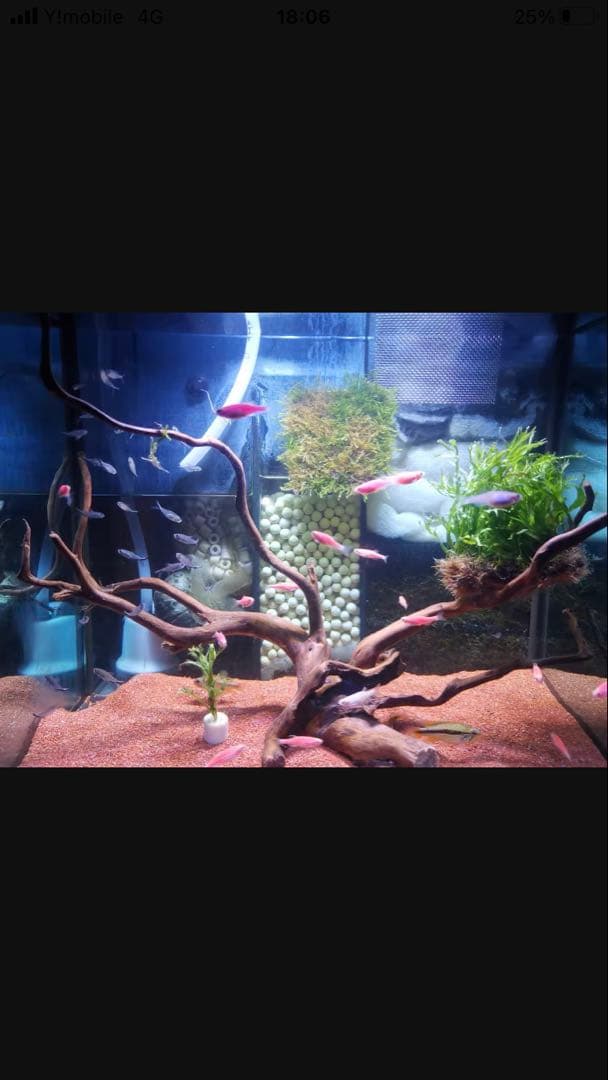 20Lろ材水質浄化抜群濾過フィルター自社製高品質セラミックリング送料込み即時発送