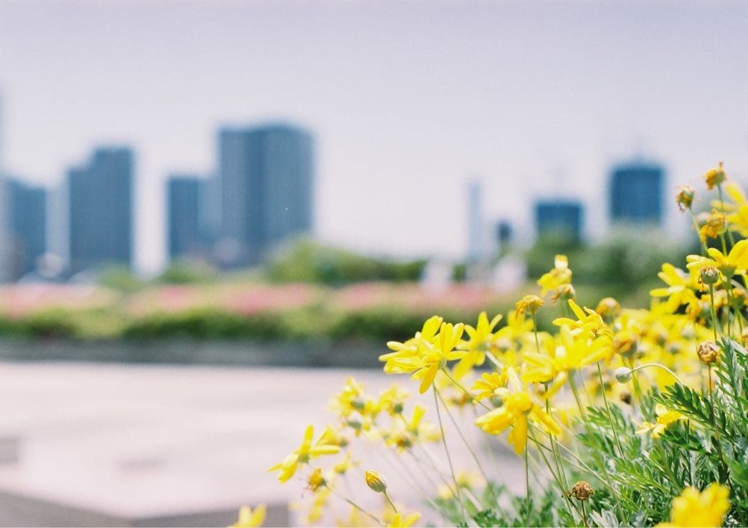 フィルムカメラ PENTAX SP SMC Takumar 55mm f1.8