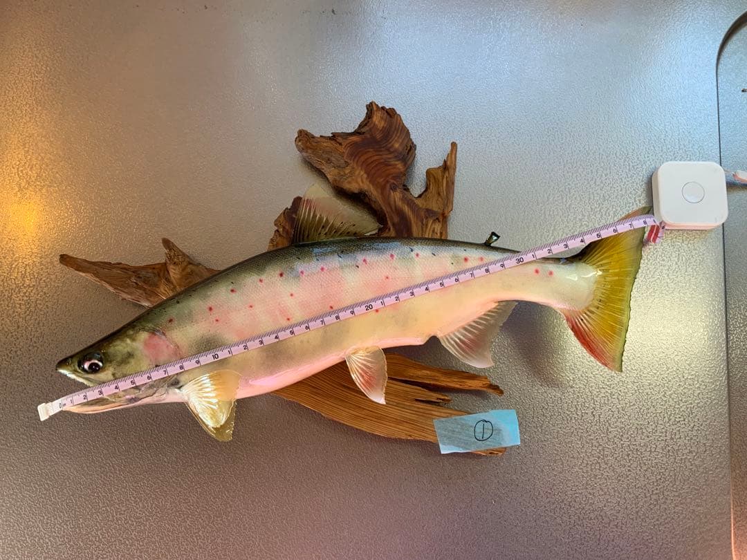 山女（天魚・アマゴ）の剥製380~90mm 尺オーバーsize…No1