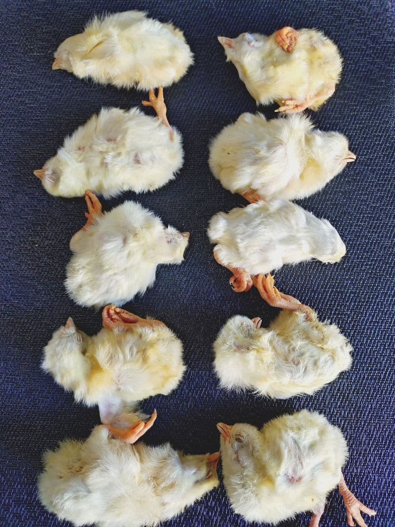 送料無料　冷凍ヒヨコ400羽