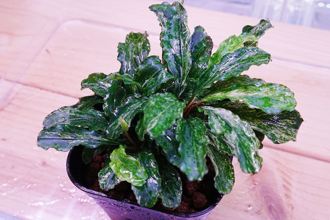 ブセファランドラsp. グリーンウェービー 斑入り バリエガータ　水上葉　無農薬