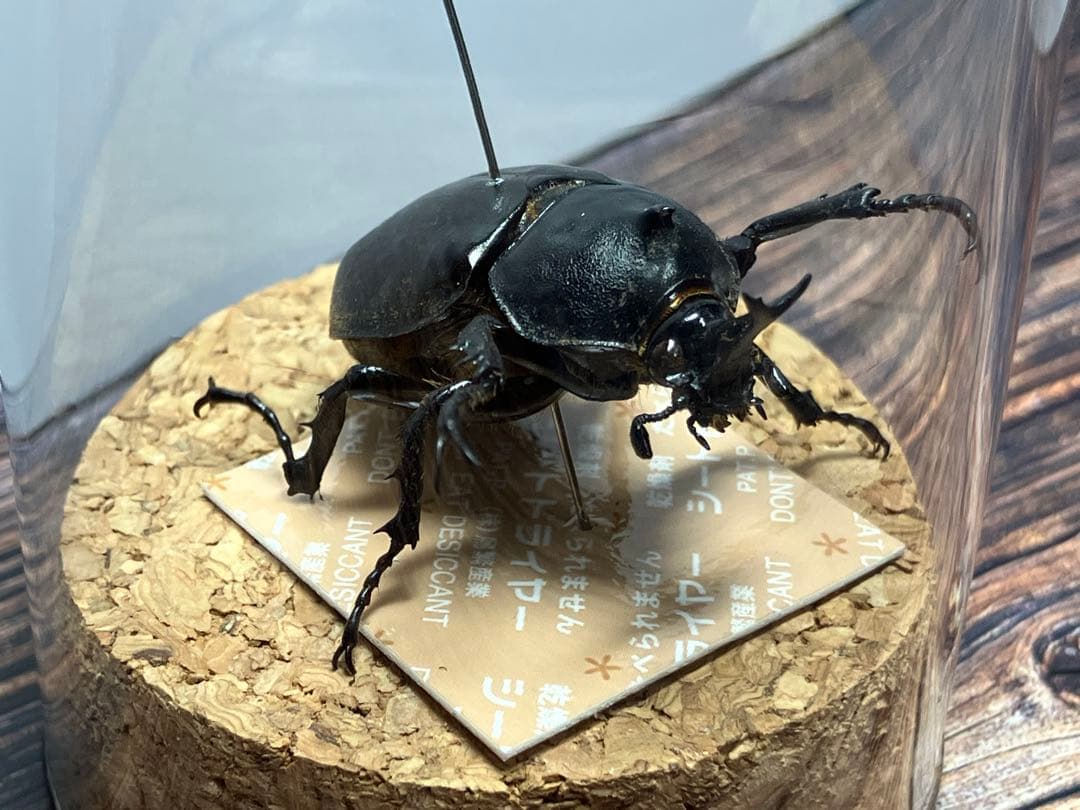 【Glass Beetleヤマトカブトムシ標本 GB-002】