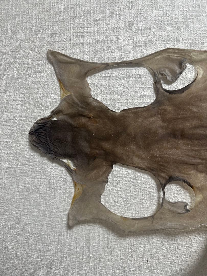 カグラザメ 全身 皮