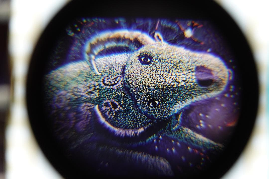 ジブリ映画フィルム　魔女の宅急便　ウルスラの絵６枚セット