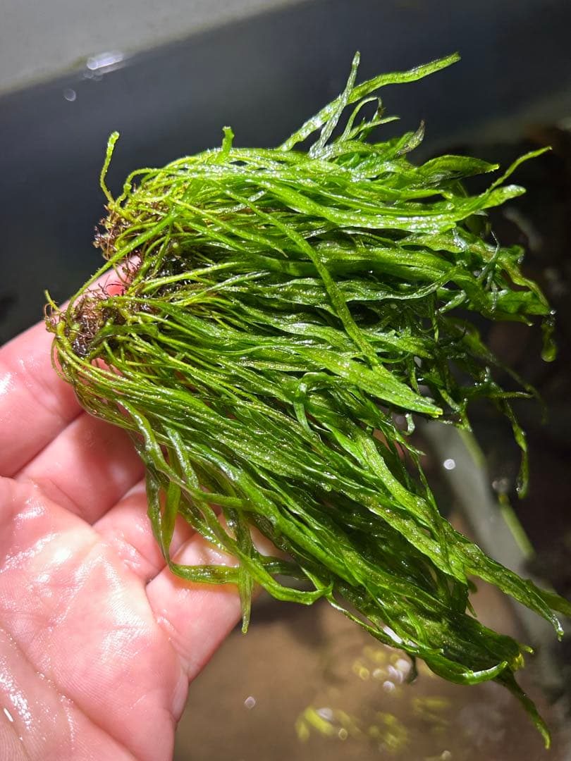 希少種‼️タイ産 本ナロー 特大塊株 メルカリ便