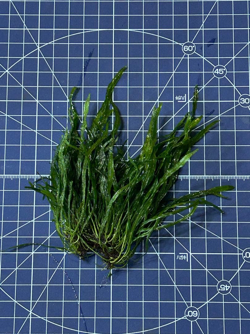 希少種‼️タイ産 本ナロー 特大塊株 メルカリ便