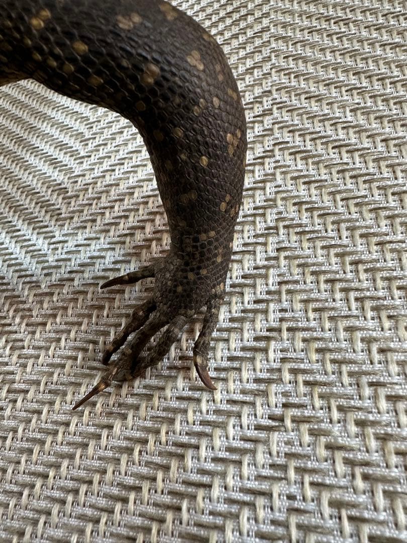 サルバトールモニターミズオオトカゲ剥製