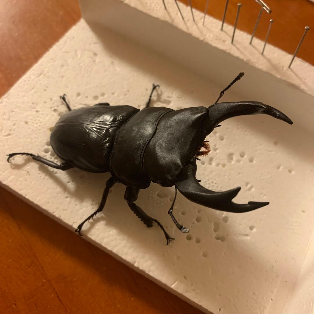 オオクワガタ 標本 死虫 能勢YG血統 脅威の88.8ミリ！