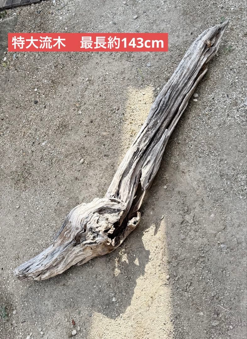 特大流木　流木 レイアウト用品 約143×cm 流木 店舗装飾