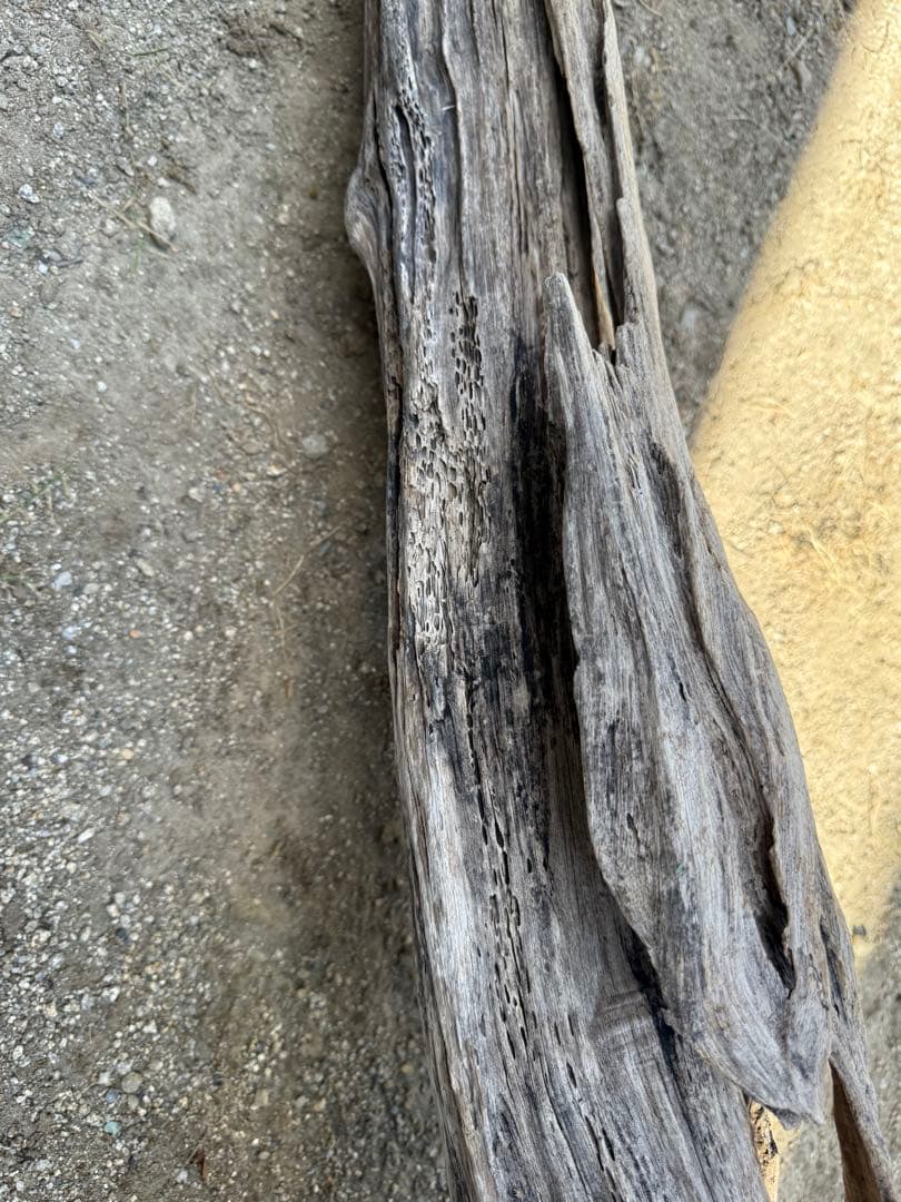 特大流木　流木 レイアウト用品 約143×cm 流木 店舗装飾