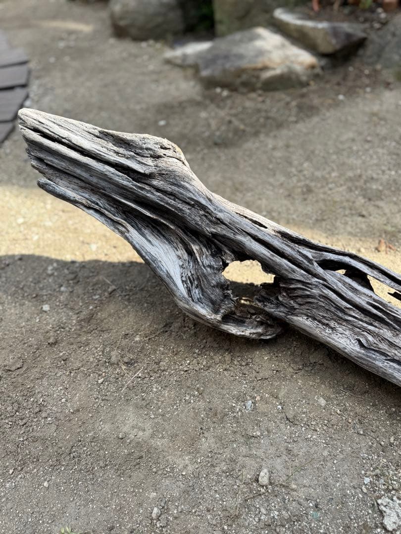 特大流木　流木 レイアウト用品 約143×cm 流木 店舗装飾