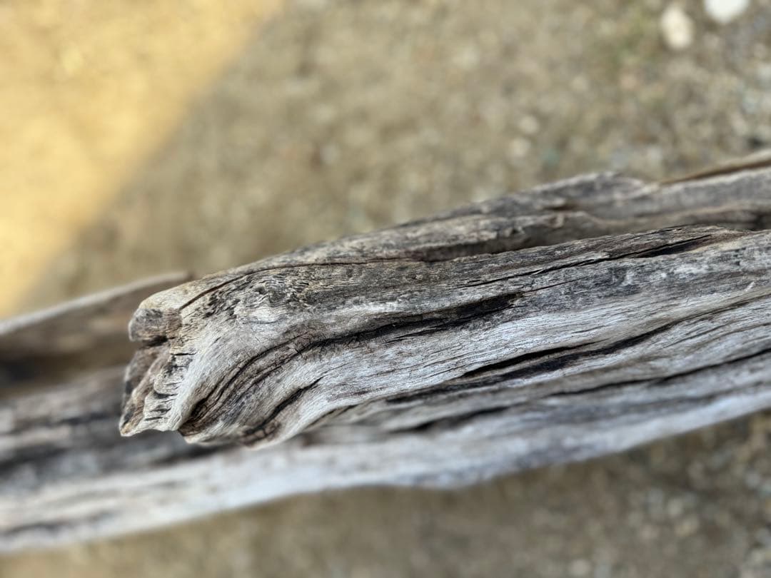 特大流木　流木 レイアウト用品 約143×cm 流木 店舗装飾