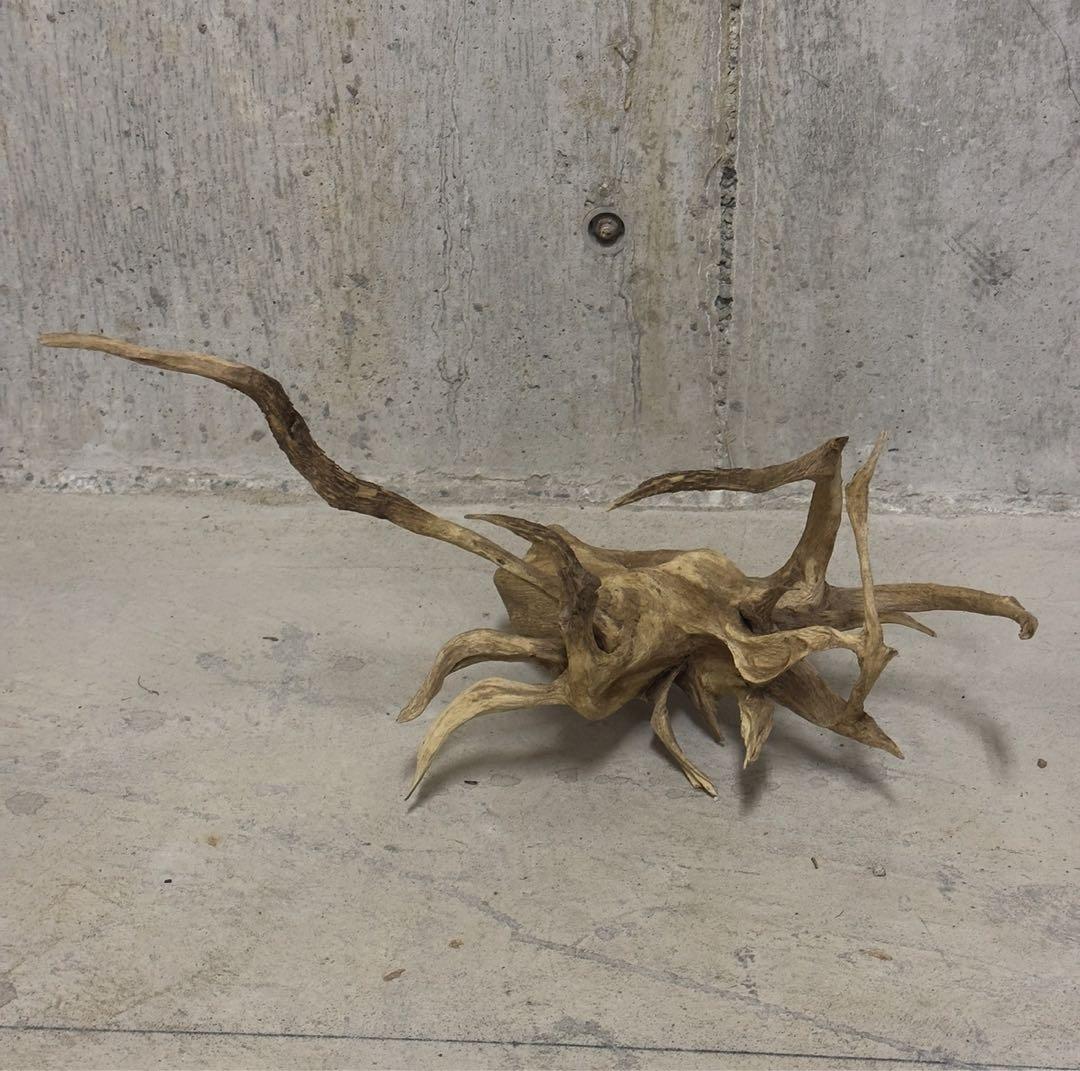 流木　アクアリウム　テラリウム　ADA