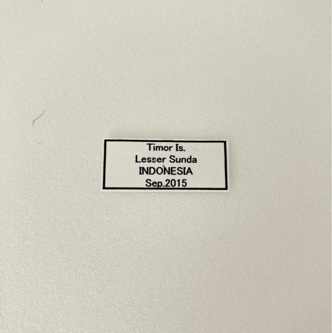 チモールキシタアゲハ（1ペア・チモール）