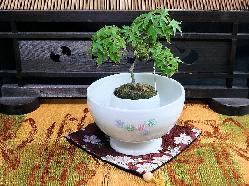 古伊万里　色絵　金魚に藻の図　盃洗　TX0DACG-AS-fbrx