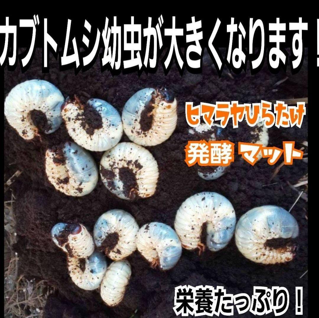 ヒマラヤひらたけ発酵カブトムシマット【60L】雑虫がわかない！幼虫の餌、産卵にも