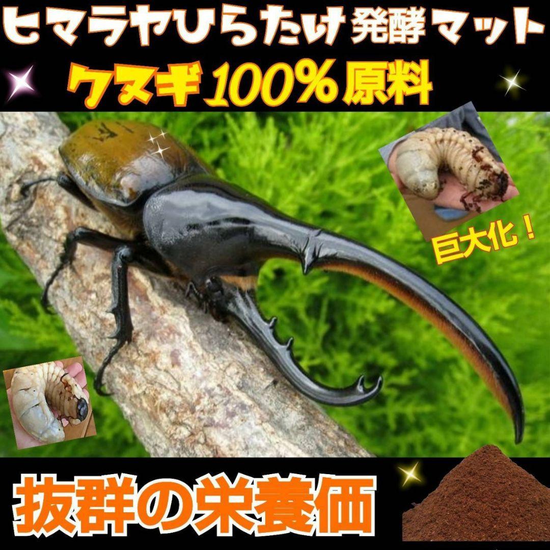 カブトムシ幼虫の餌、産卵に抜群！改良しました！発酵マット【たっぷり60リットル】