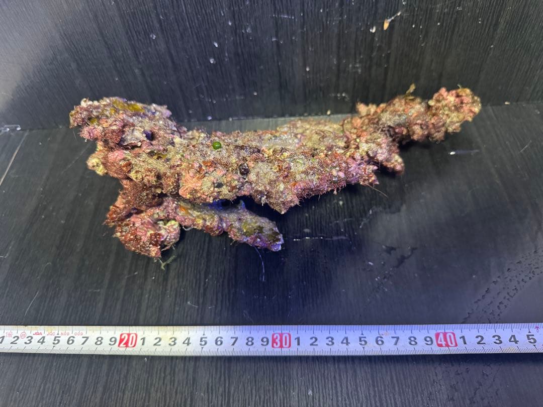 天然ライブロック 4個