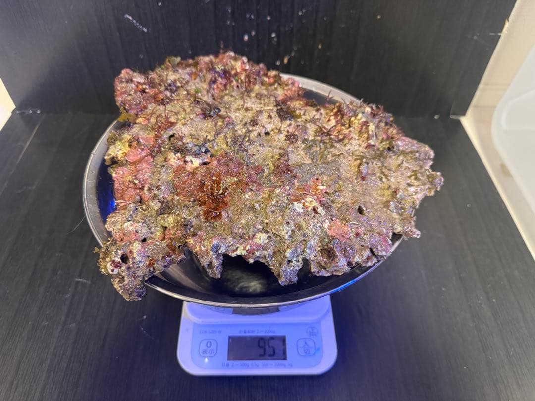 天然ライブロック 4個