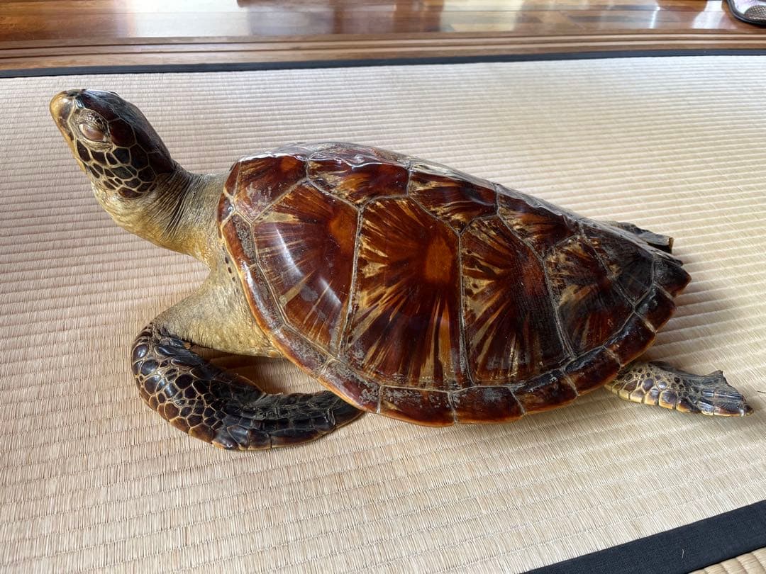 亀　 置物　※発送は年明けになります