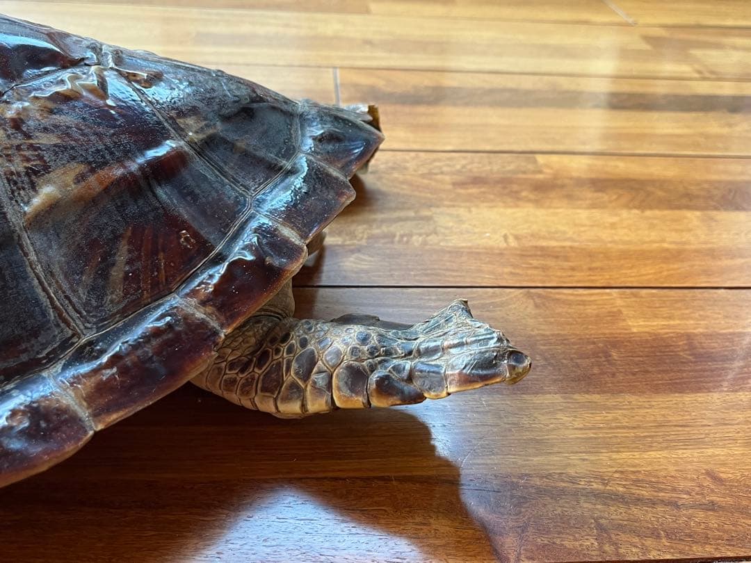 亀　 置物　※発送は年明けになります