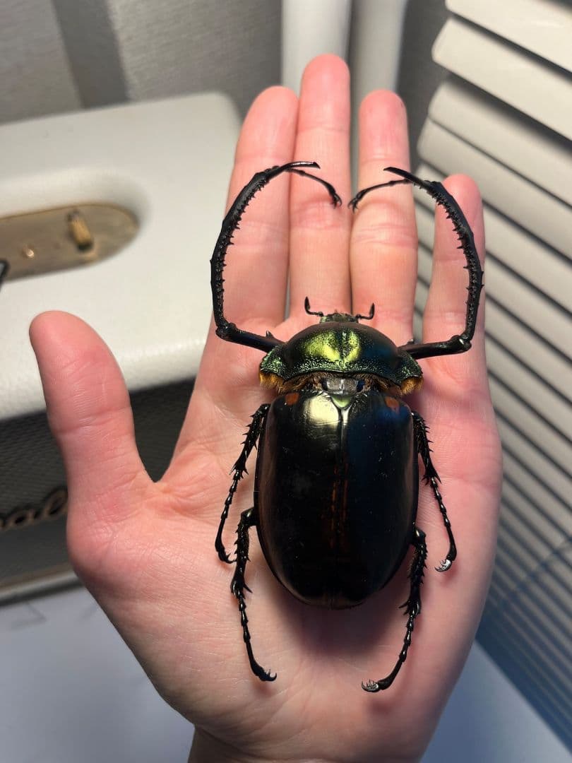 【European】ヤンソニーテナガコガネ　カメムシサシガメ甲虫昆虫標本ハムシ