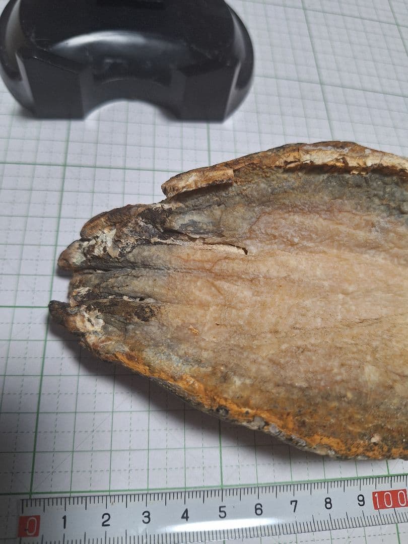 ☆マンモスの臼歯 化石 長いところ約16.5cm/約219.8gになります。