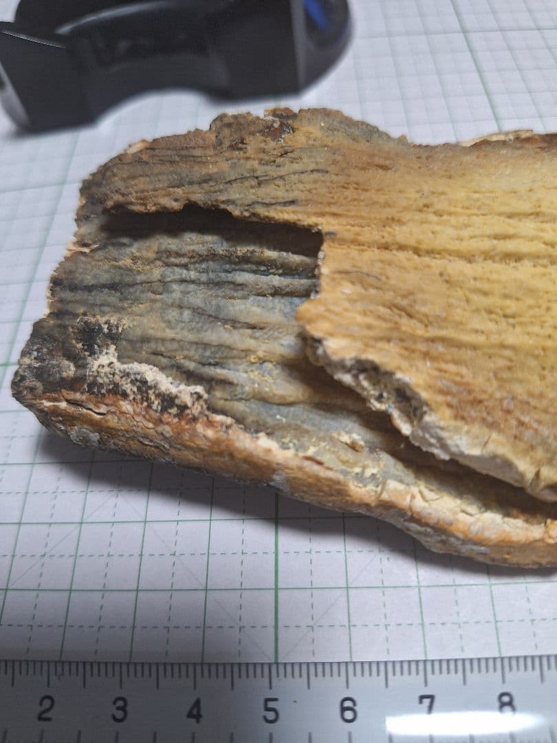 ☆マンモスの臼歯 化石 長いところ約16.5cm/約219.8gになります。