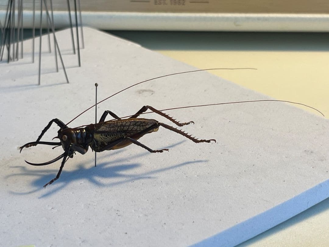 【極美展足】クワガタキリギリス 化け物キリギリス 昆虫標本 ウェタ バッタ