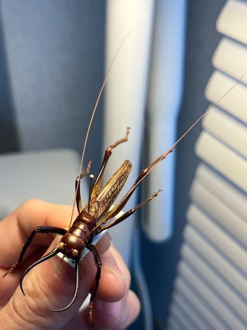 【極美展足】クワガタキリギリス 化け物キリギリス 昆虫標本 ウェタ バッタ
