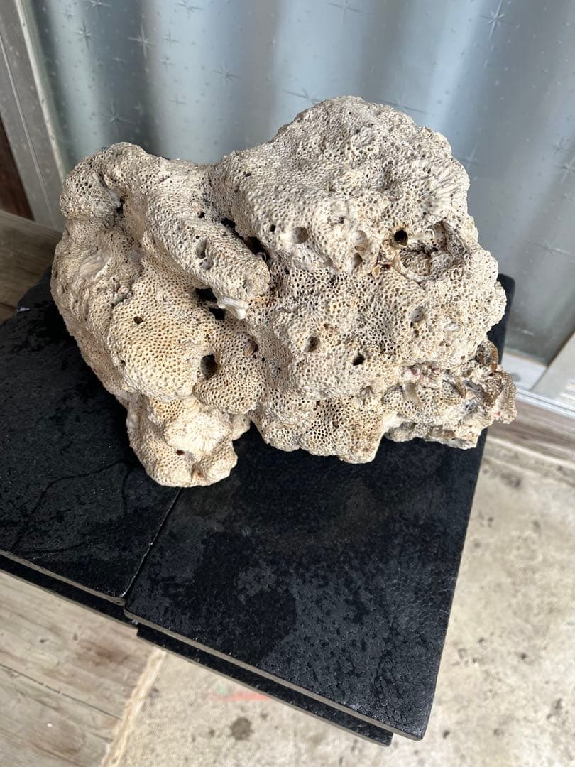 サンゴ石 自然形状 水槽用