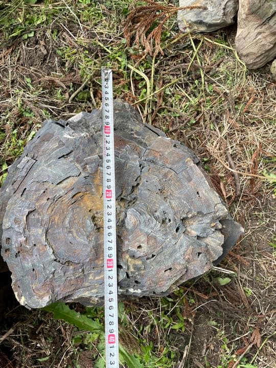 木化石（珪化木）秋田産　庭石、ガーデニング置物