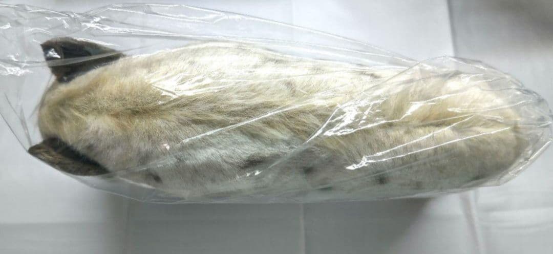 ハンサ ぬいぐるみ ブチハイエナ ラギー ハイエナ ツイステッドワンダーランド