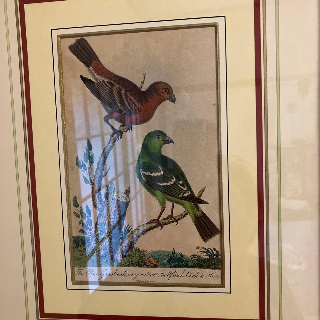 アンティーク銅版画　エキゾチックバード　19世紀初頭