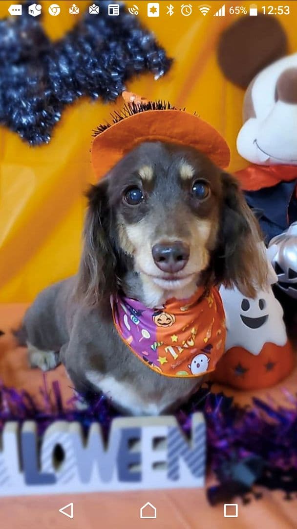 ぷぷ様確認用です