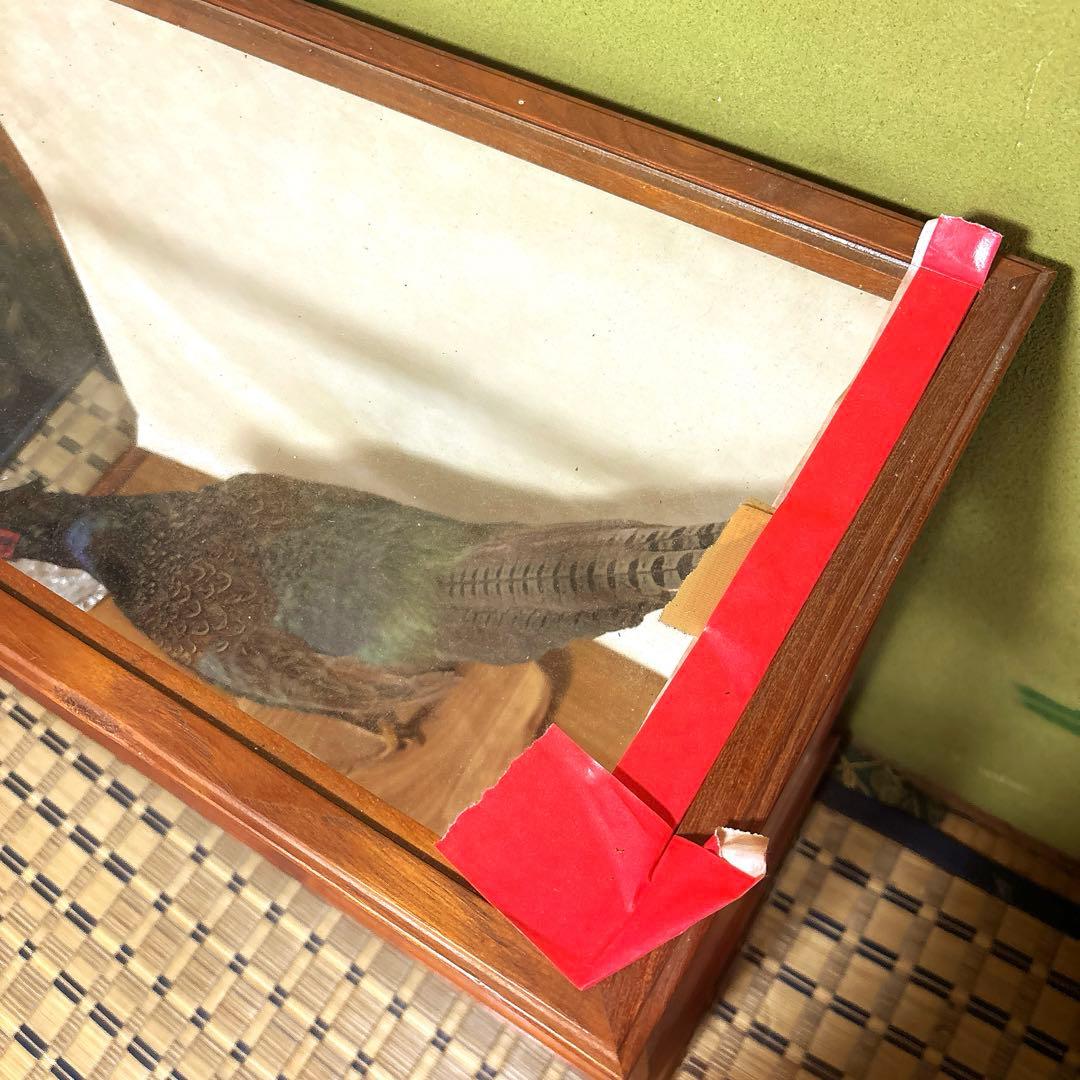 雉　鳥類標本 ガラスケース付き