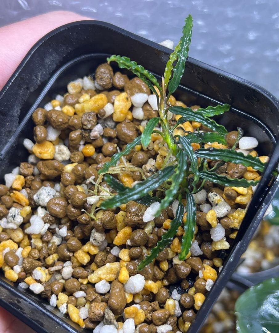 ブセファランドラspキャサリン、レッドベルベット、タイタン