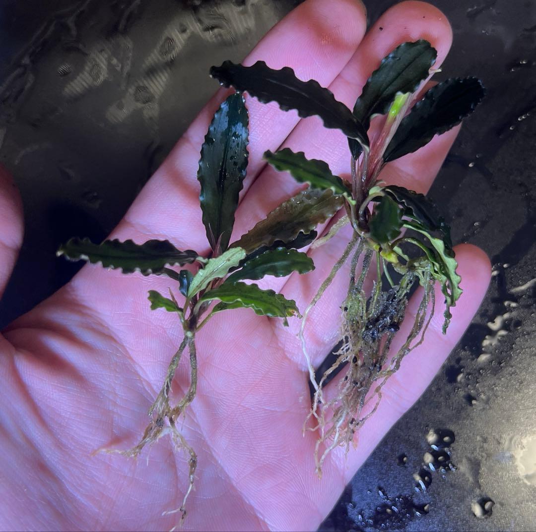 ブセファランドラspキャサリン、レッドベルベット、タイタン