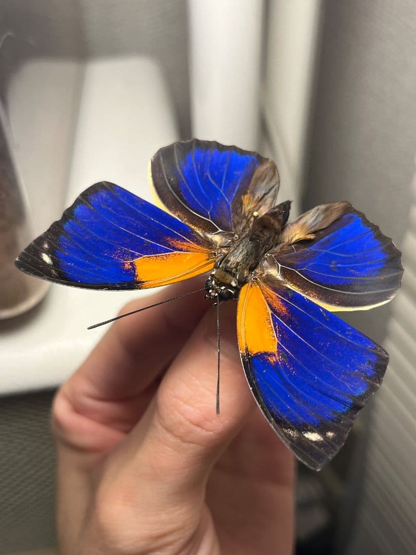 アグリアスファルキドンフルニエラ♂ ペリクレスミイロタテハ 蝶標本