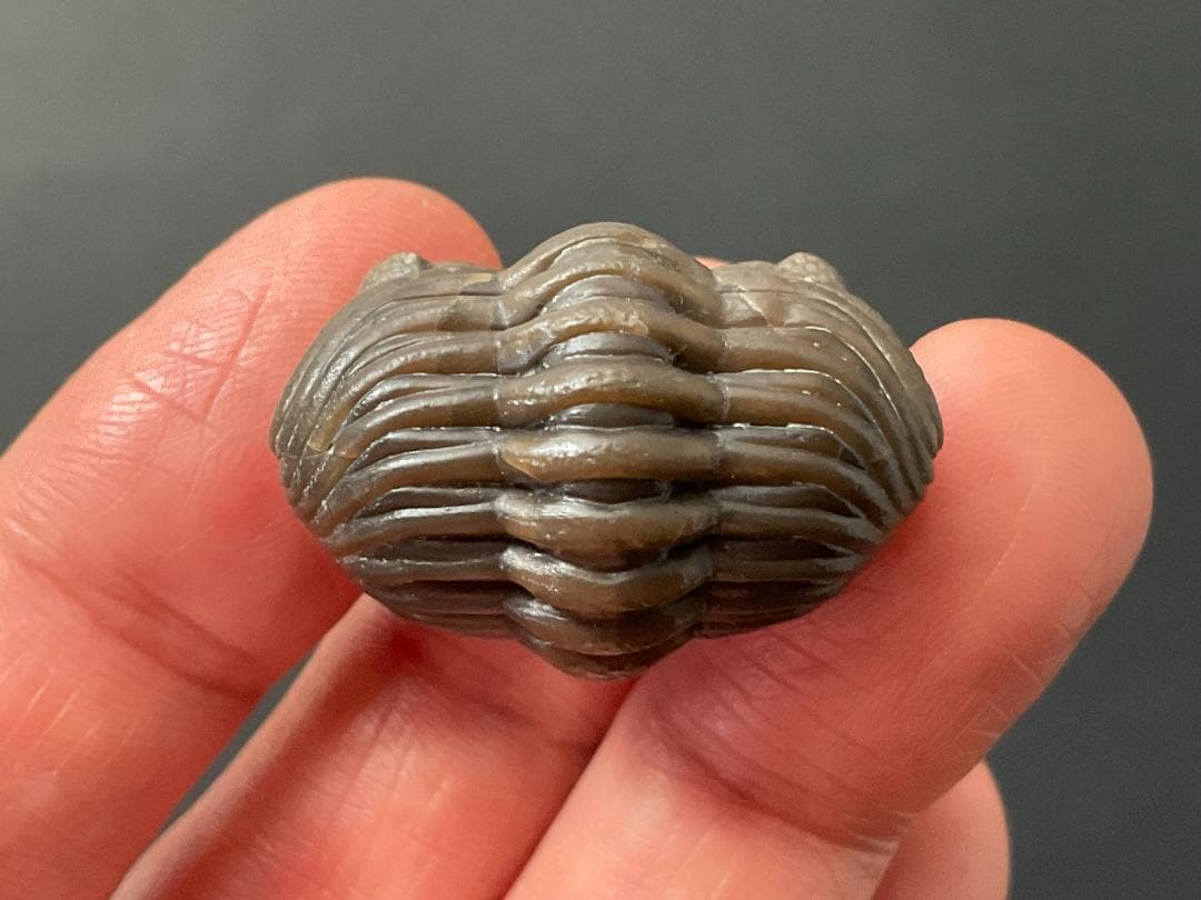 三葉虫 エルドレドゲオプス [PH98] 化石 最高品質