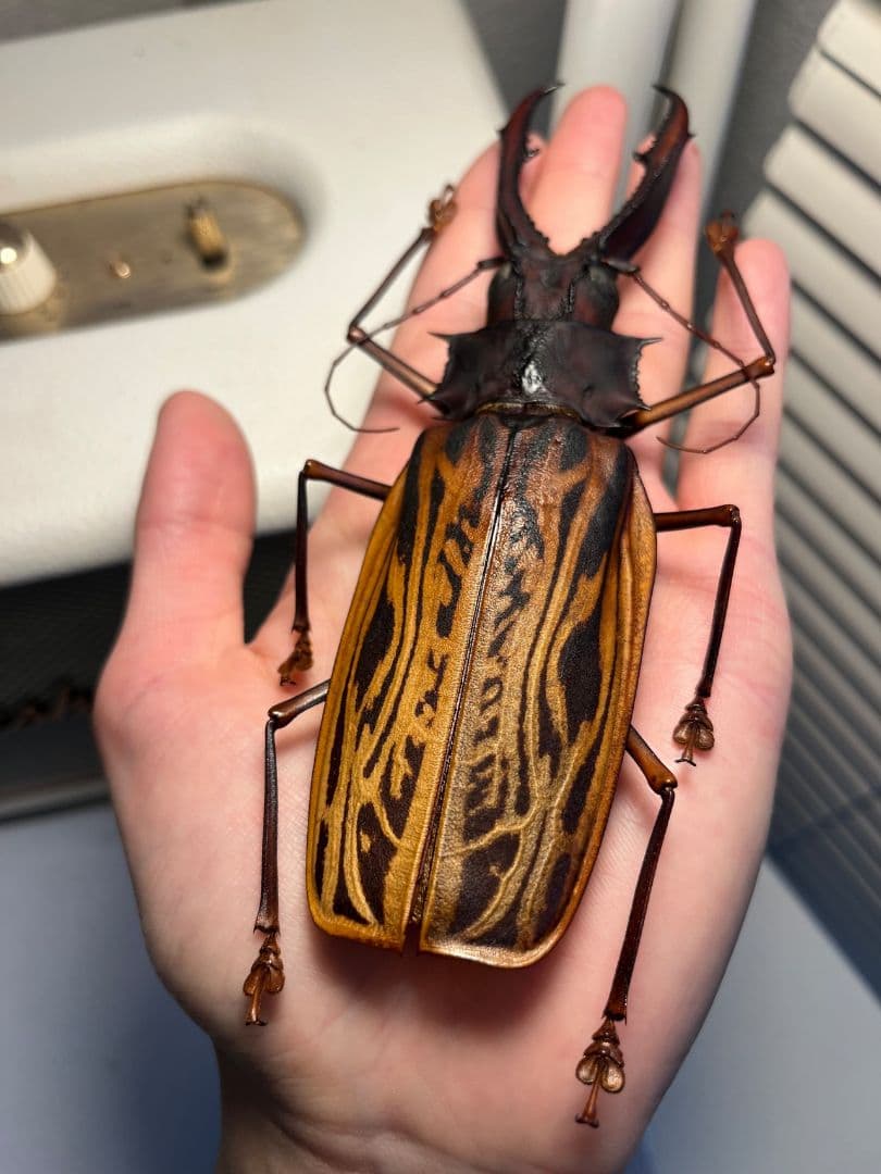 【155mm程】オオキバウスバカミキリ標本 Macrodontia 昆虫標本