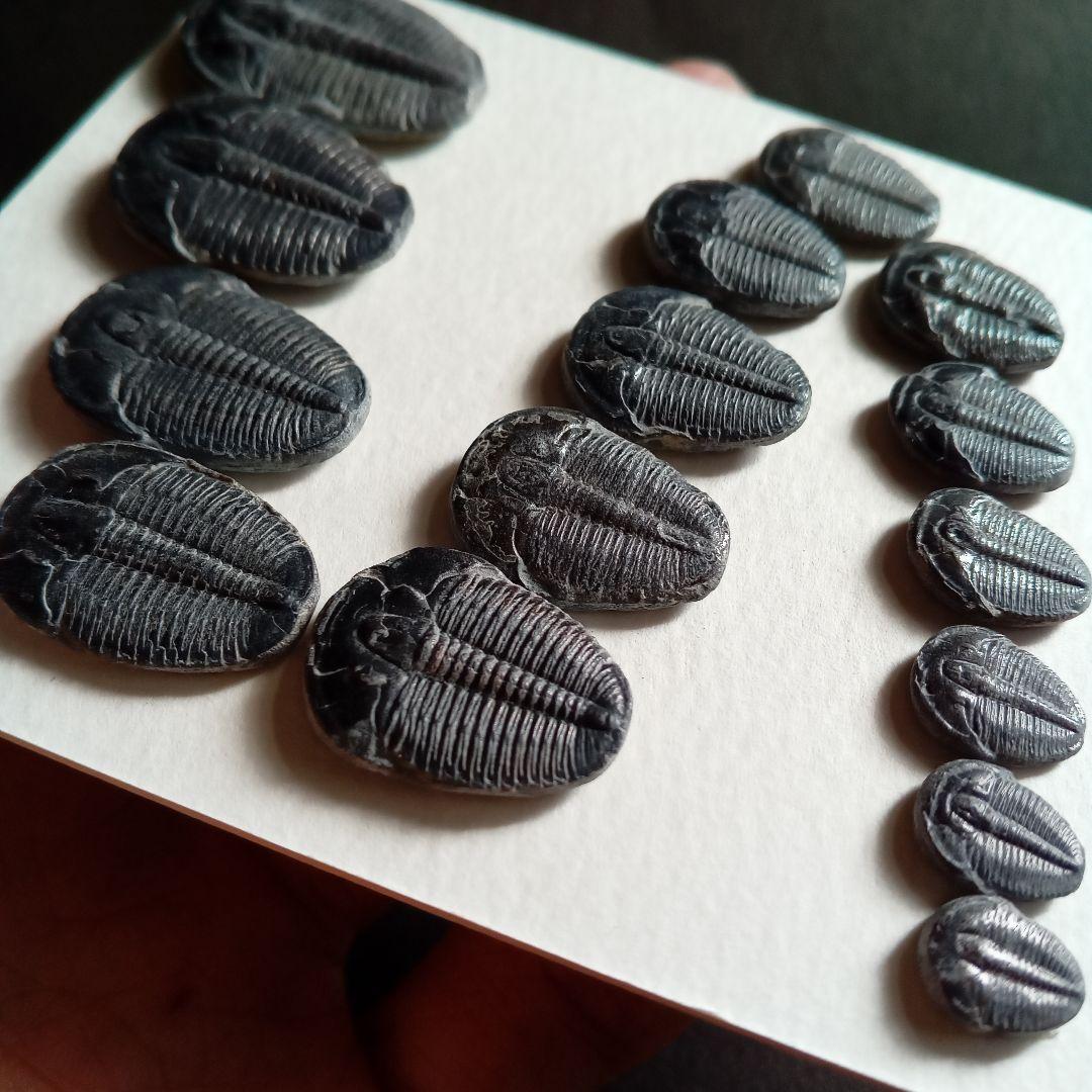 化石標本　三葉虫　エルラシア 完全体　15体