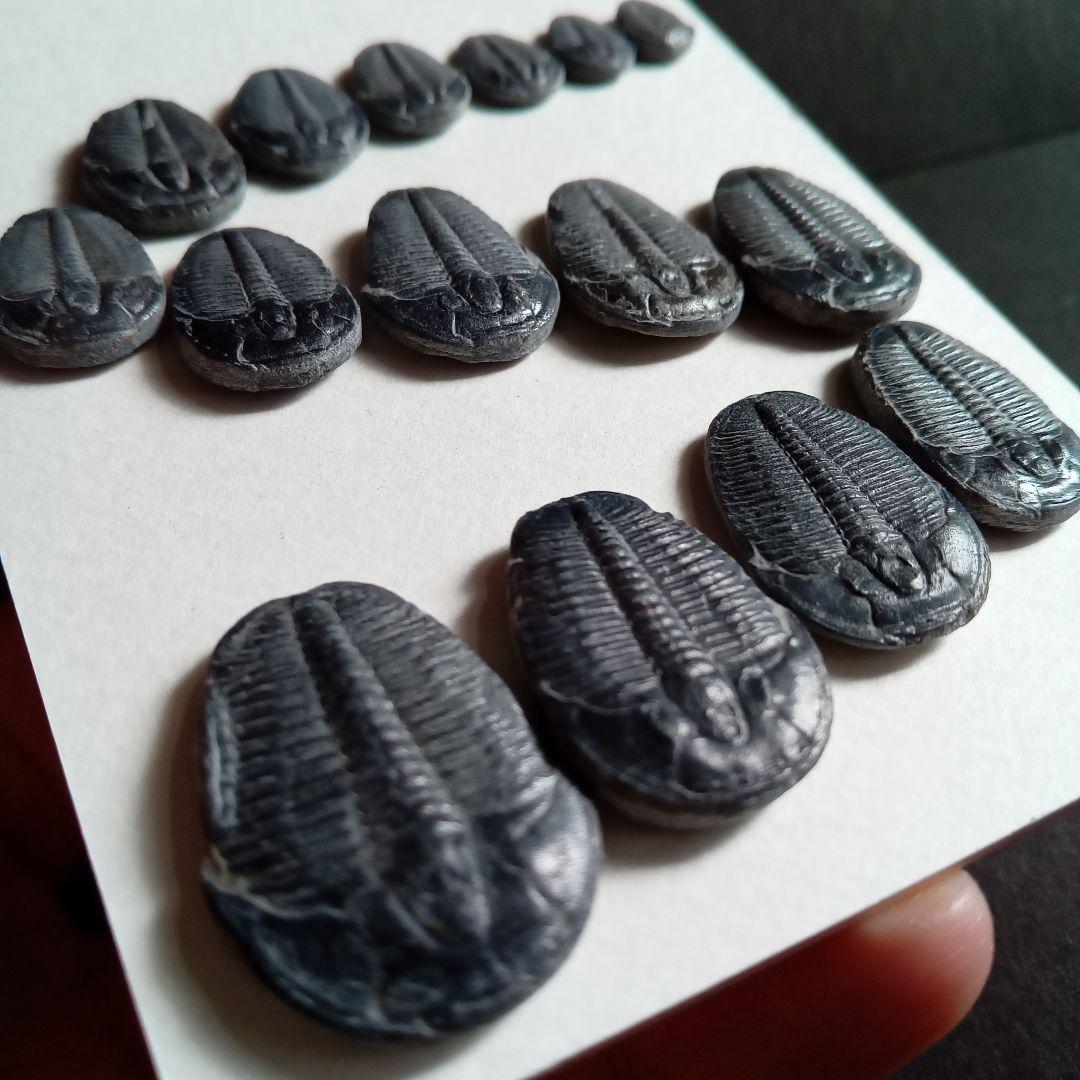 化石標本　三葉虫　エルラシア 完全体　15体